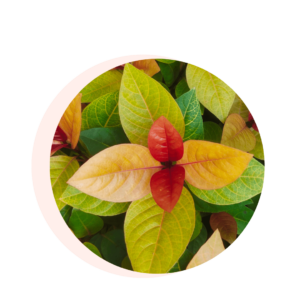 Visuels ingredients page glossaire griffonia