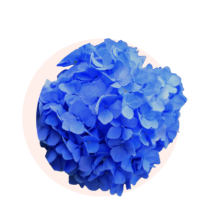 Visuels ingredients page glossaire muguet bleu