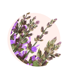 Visuels ingredients page glossaire sauge