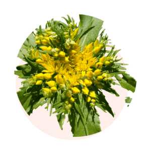 RHODIOLE