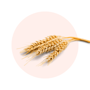 PROTÉINE DE BLÉ HYDROLYSÉE