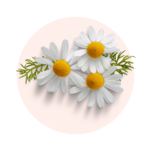camomille