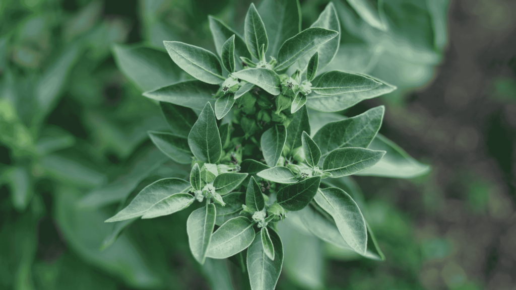 does ashwagandha lower cortisol