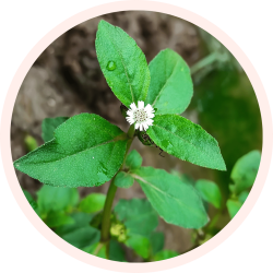 POUDRE DE FEUILLE DE BHRINGARAJ