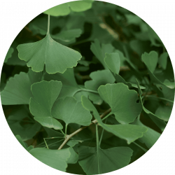Ginkgo